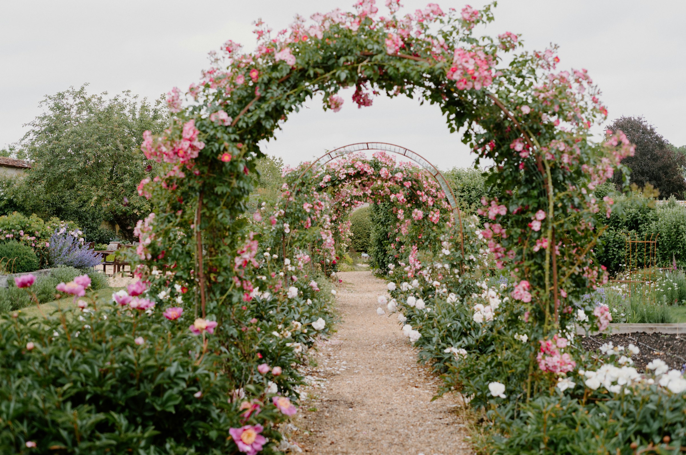Garden path lined with arches of climbing pink roses