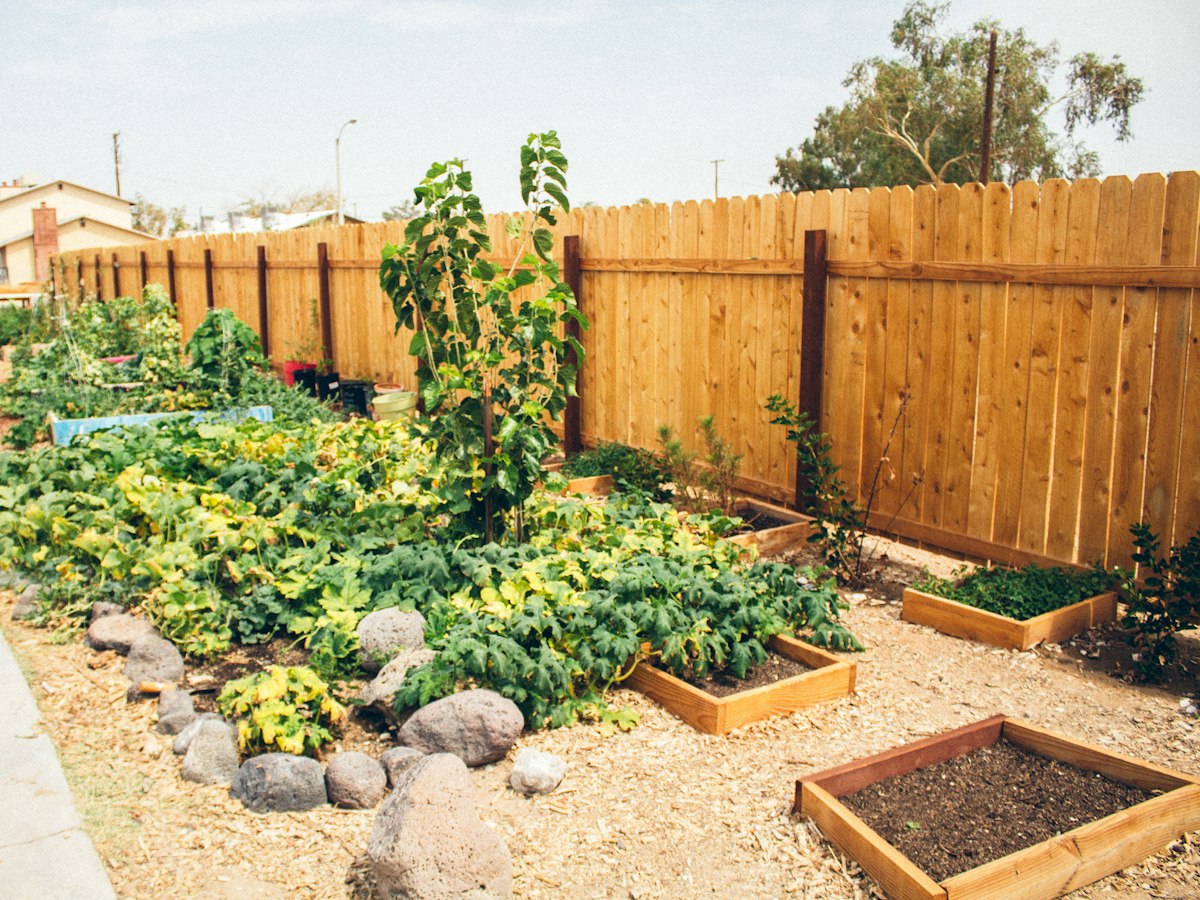 Raised garden beds in a community garden