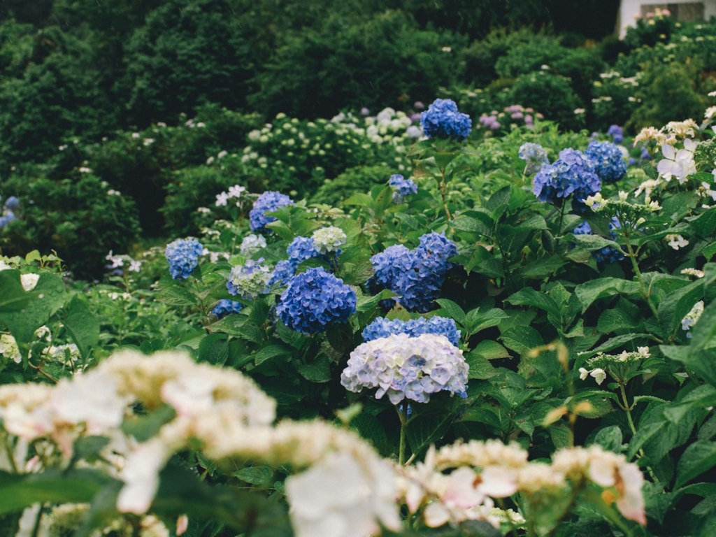 Blue and white hydrangeas in full bloom