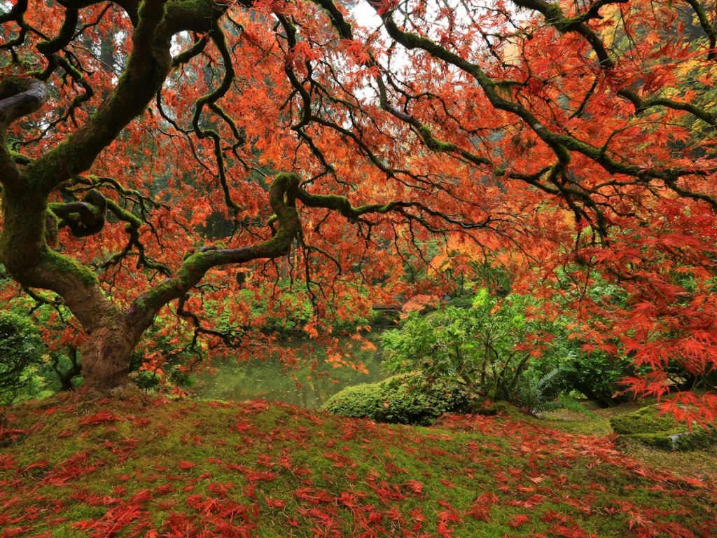Japanese maple in brilliant orange autumn color