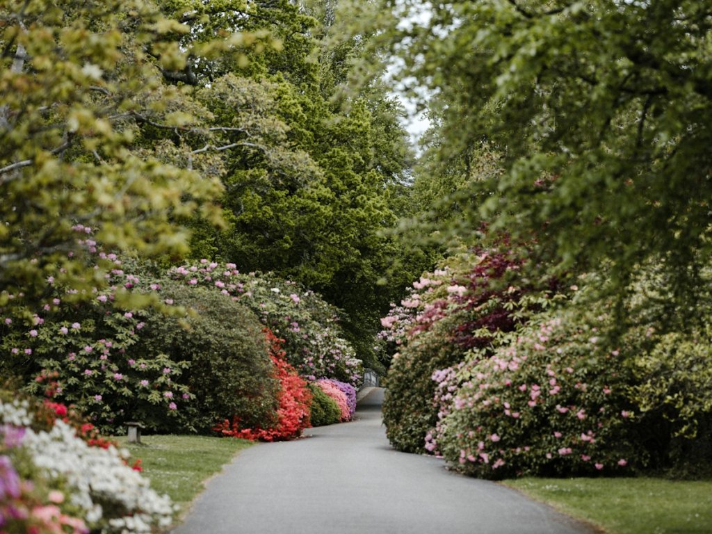 Garden path winding between flowering shrubs and tall trees