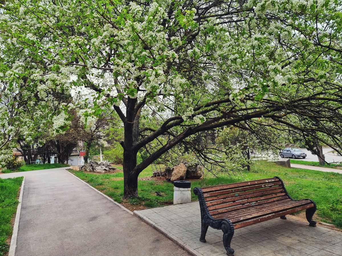 Flowering tree beside a path and bench in a well-kept park