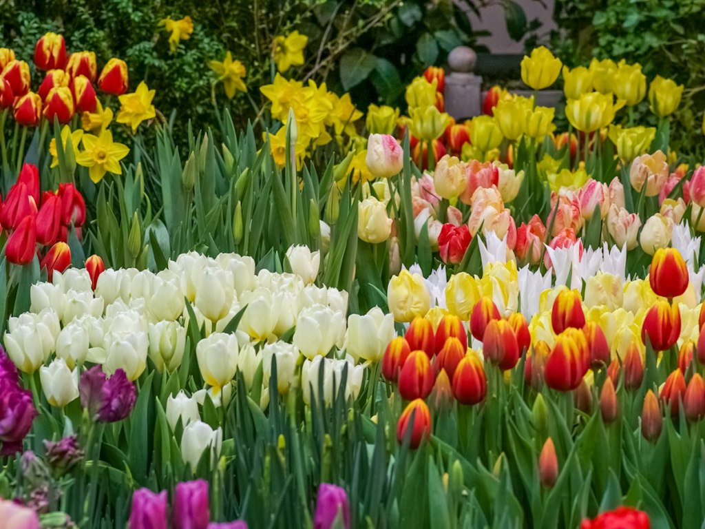 Bed of red, yellow and white tulips in spring