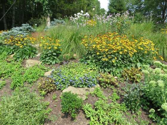 One of Sherry's gardens: black-eyed Susans, ornamental grasses, blue spruce and flowering perennials